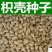 枸橘种子枳壳种子积实种子枸桔籽香橙种子红橘种子嫁接砧木树
