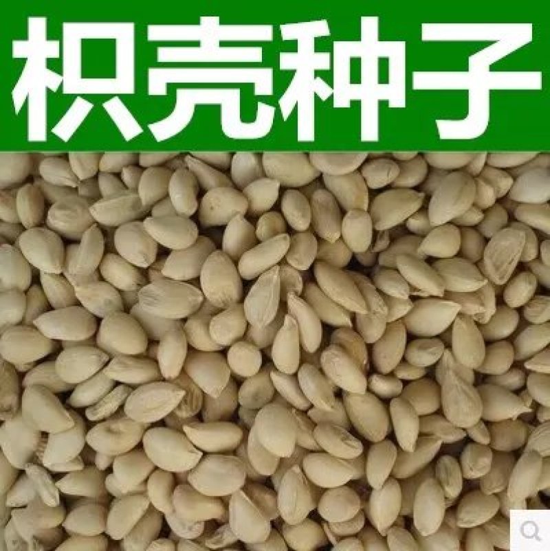 枸橘种子枳壳种子积实种子枸桔籽香橙种子红橘种子嫁接砧木树