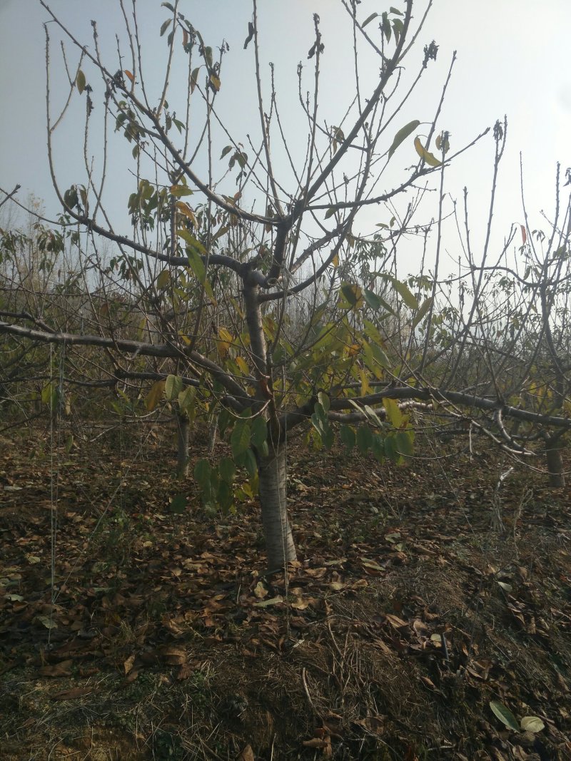 基地供应1-15公分大樱桃树苗，吉塞拉矮化樱桃苗