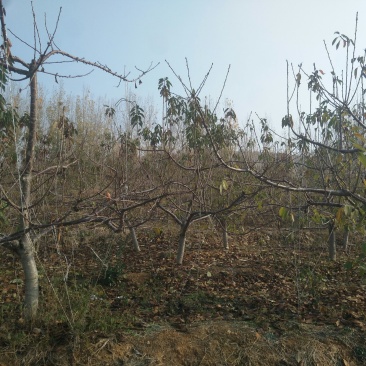基地供应1-15公分大樱桃树苗，吉塞拉矮化樱桃苗