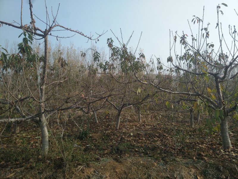 基地供应1-15公分大樱桃树苗，吉塞拉矮化樱桃苗