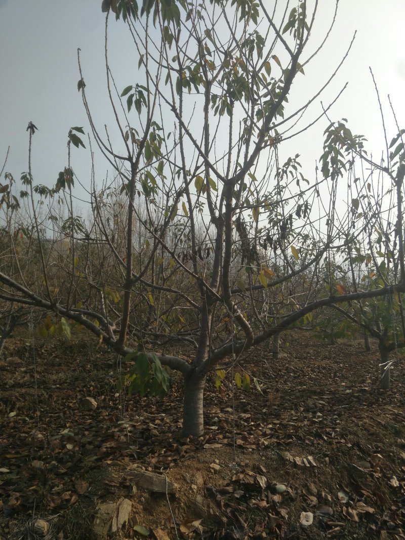 基地供应1-15公分大樱桃树苗，吉塞拉矮化樱桃苗