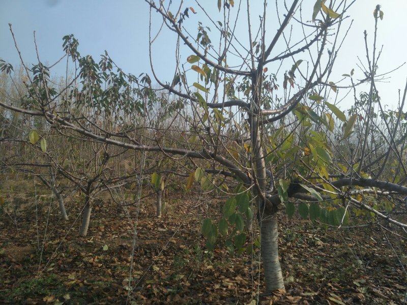 基地供应1-15公分大樱桃树苗，吉塞拉矮化樱桃苗