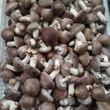 鲜香菇