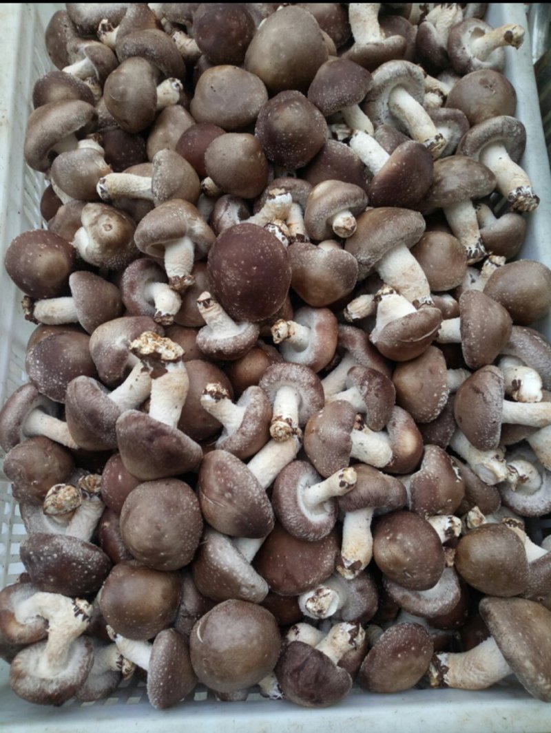 鲜香菇