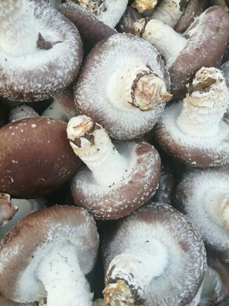 鲜香菇