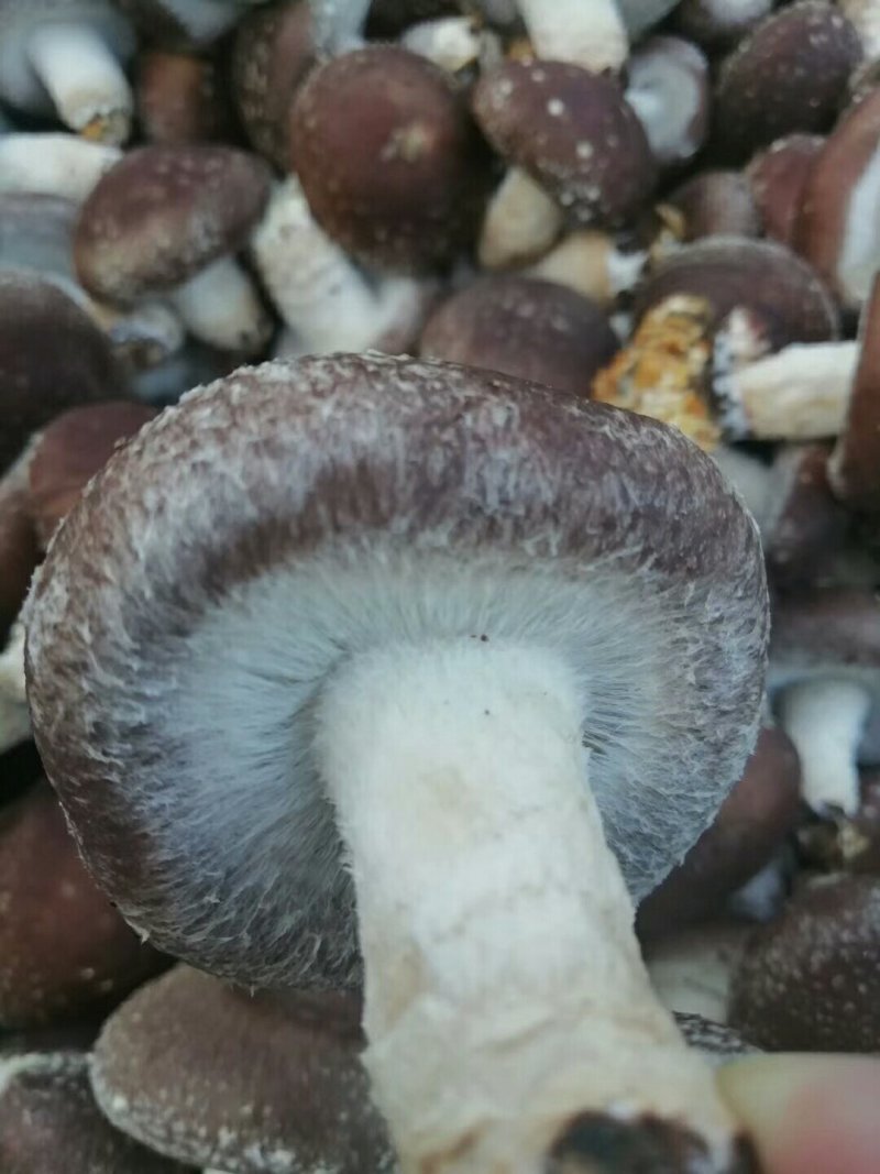 鲜香菇