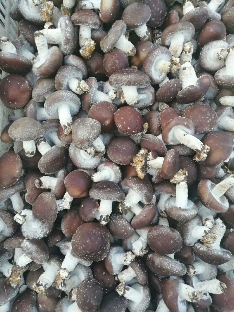 鲜香菇