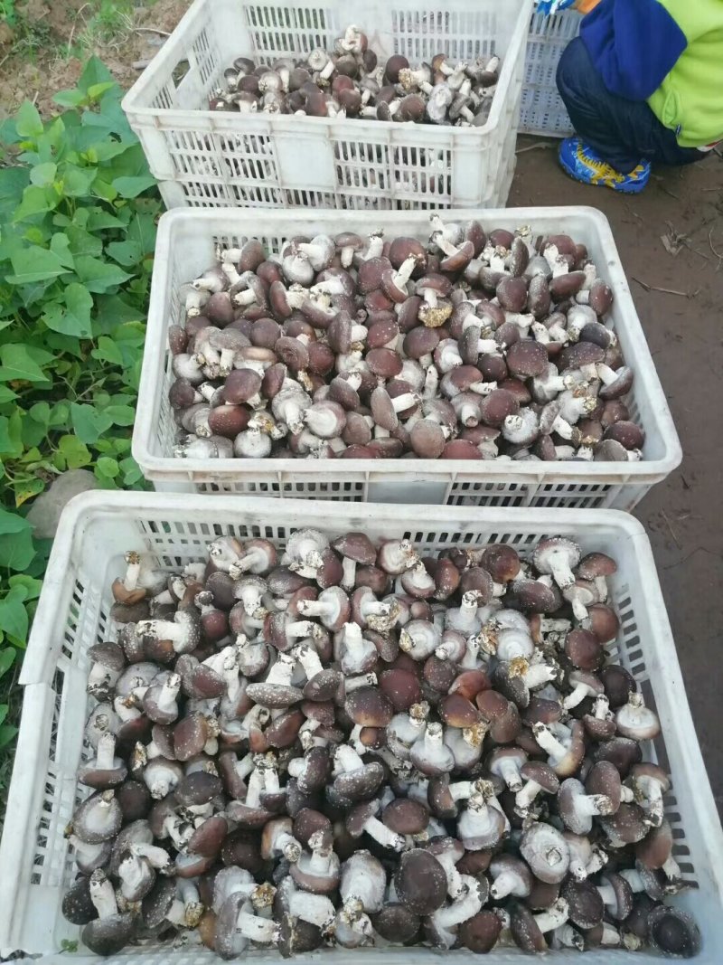 鲜香菇