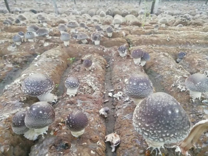 干香菇