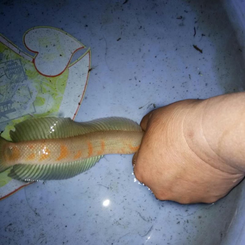 外塘红鳞七星鱼