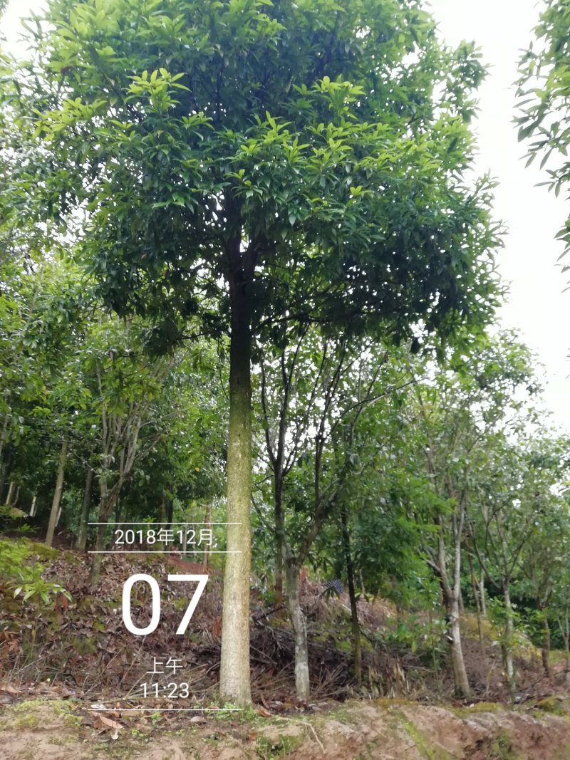 金丝楠木楠木闽楠香楠木8～15公分楠木