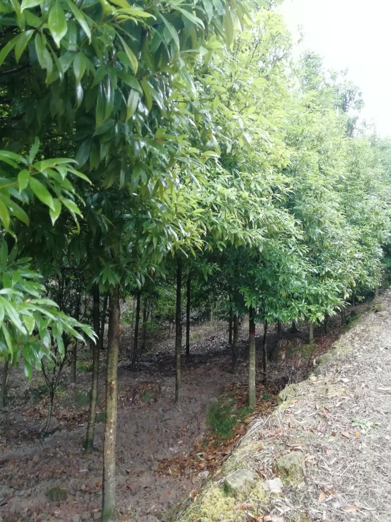 金丝楠木楠木闽楠香楠木8～15公分楠木