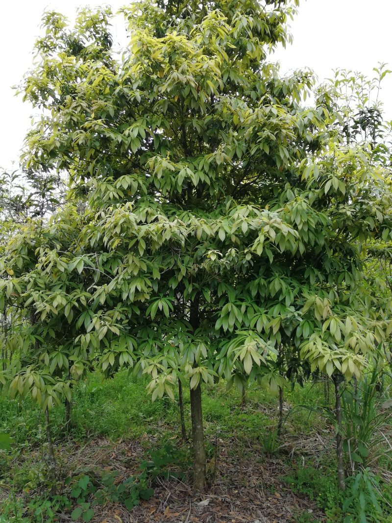 金丝楠木楠木闽楠香楠木8～15公分楠木