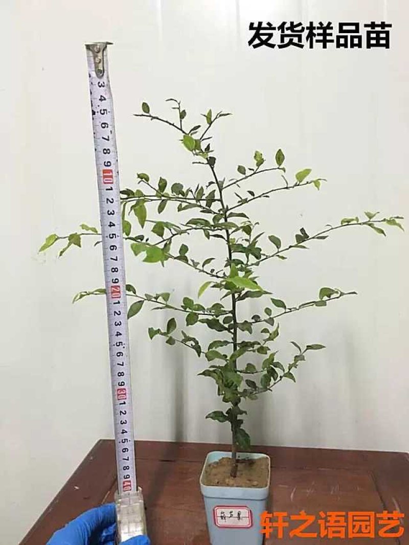 金弹子品种苗