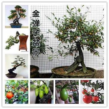 金弹子品种苗