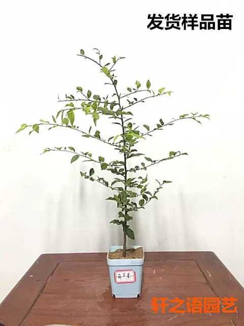 金弹子品种苗