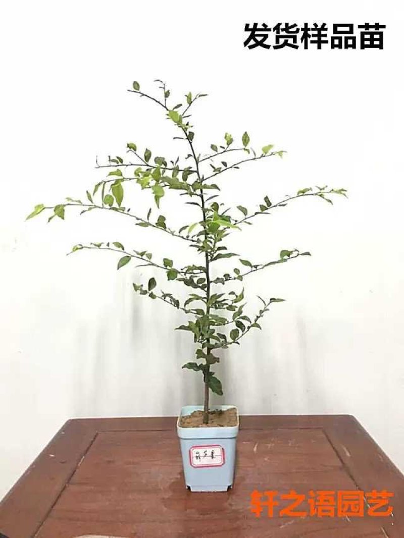 金弹子品种苗