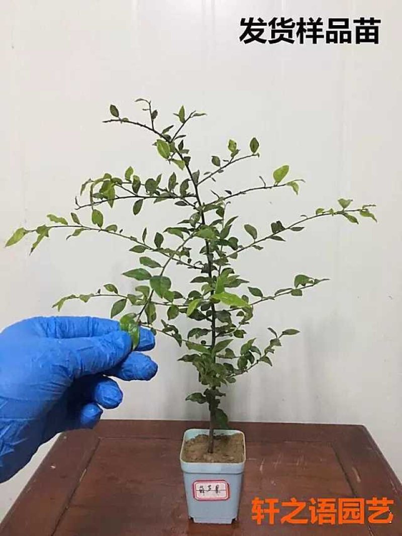 金弹子品种苗