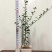 金弹子品种苗