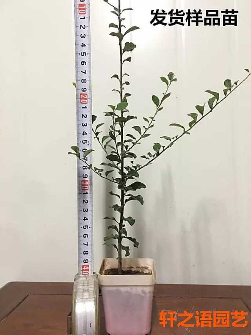 金弹子品种苗