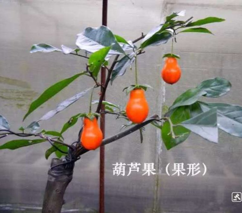 金弹子品种苗