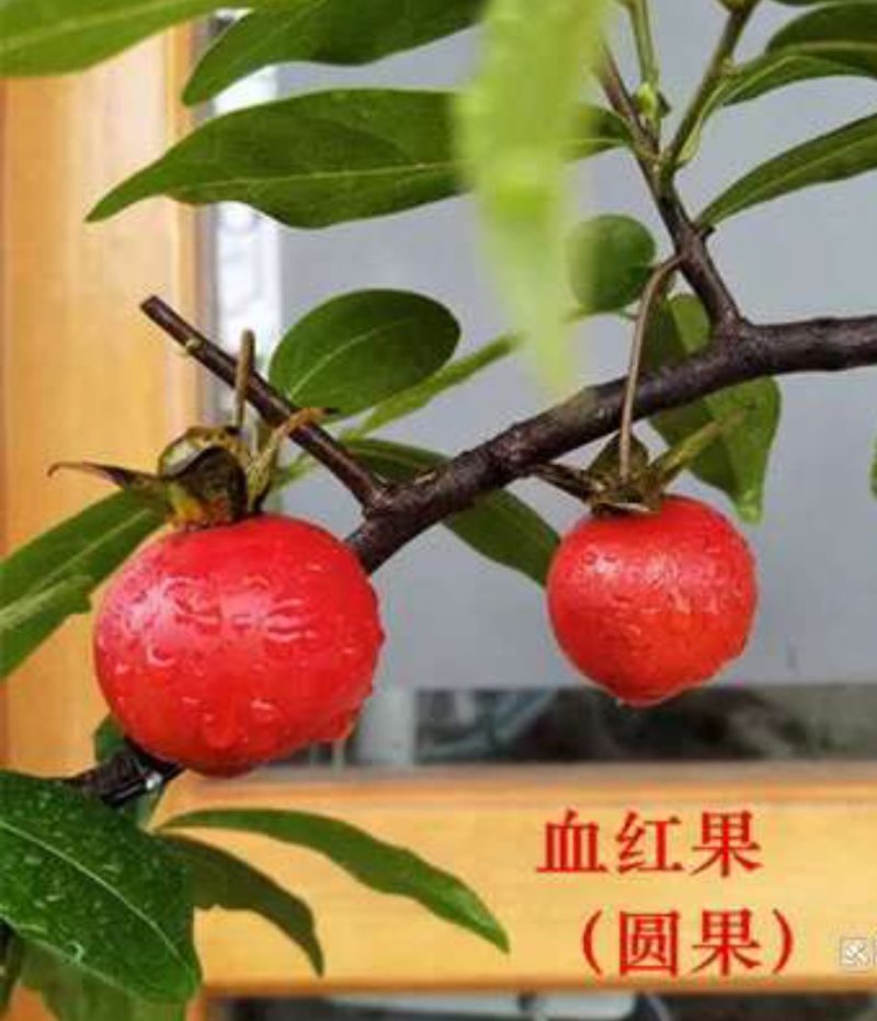 金弹子品种苗