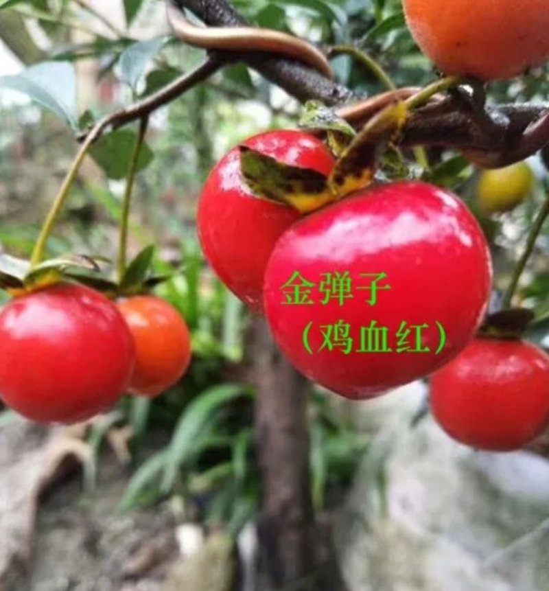 金弹子品种苗