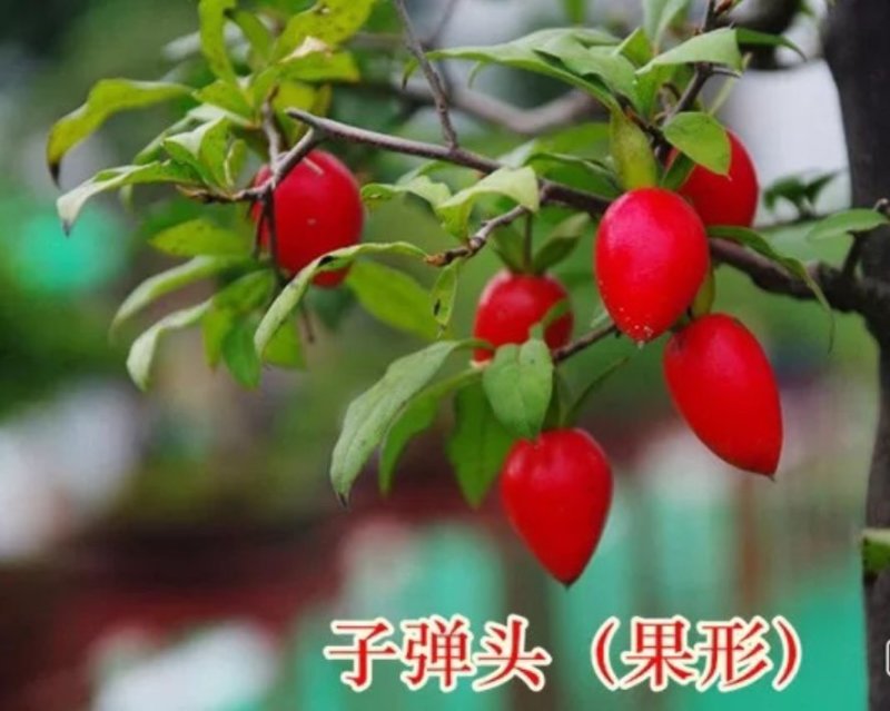 金弹子品种苗