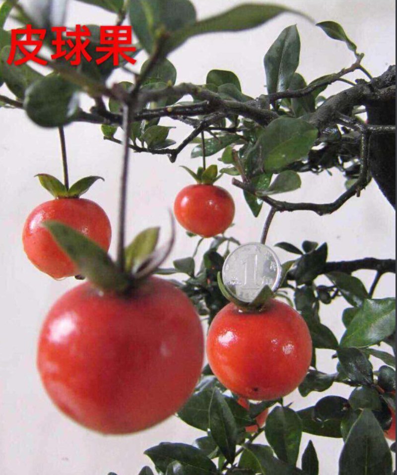 金弹子品种苗