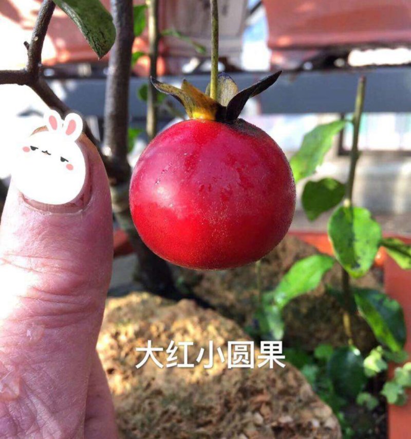 金弹子品种苗