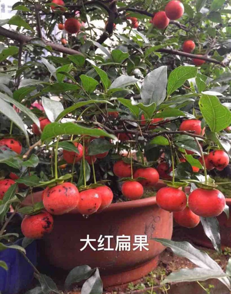 金弹子品种苗