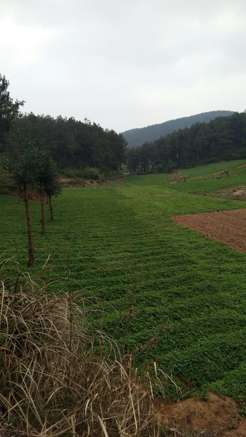 黔宝出山