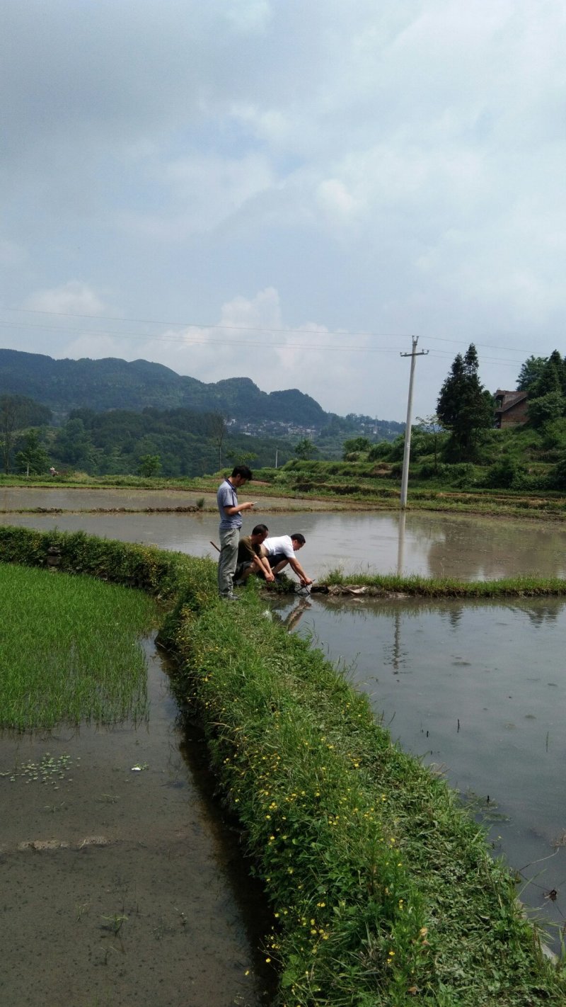 黔宝出山
