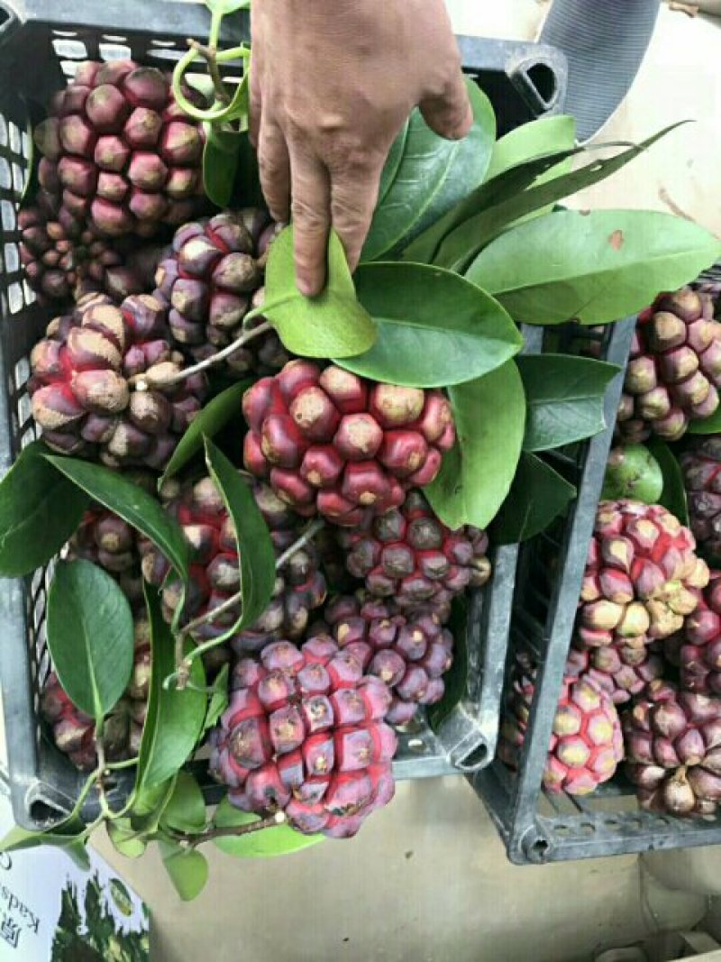 布福娜树苗