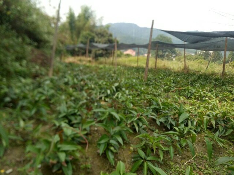 布福娜树苗