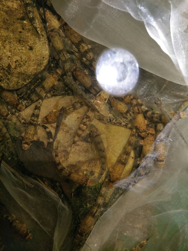 活体鱼，片唇鮈冷水鱼
