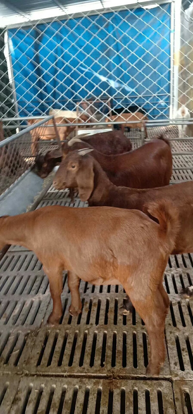 出售杜泊绵羊，萨福克羊，夏洛莱羊，黑山羊，白山羊