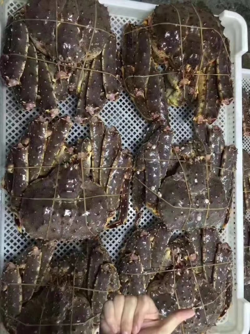 帝王蟹