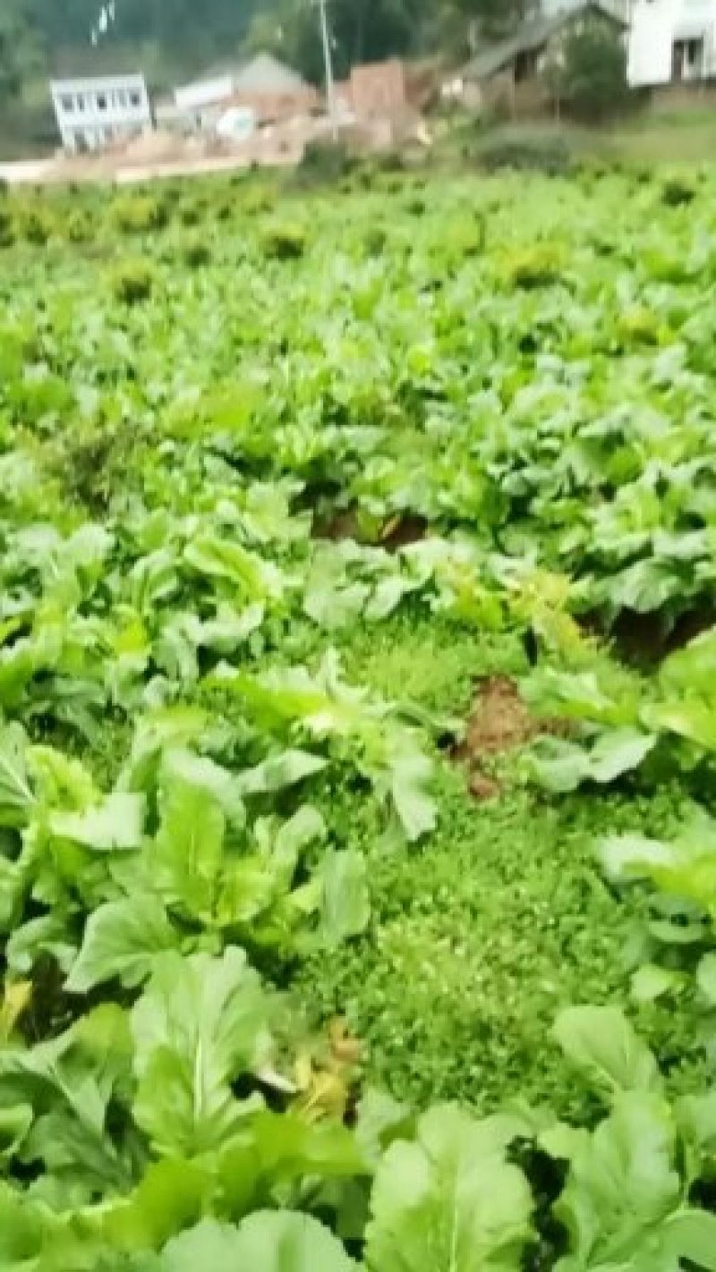 儿菜