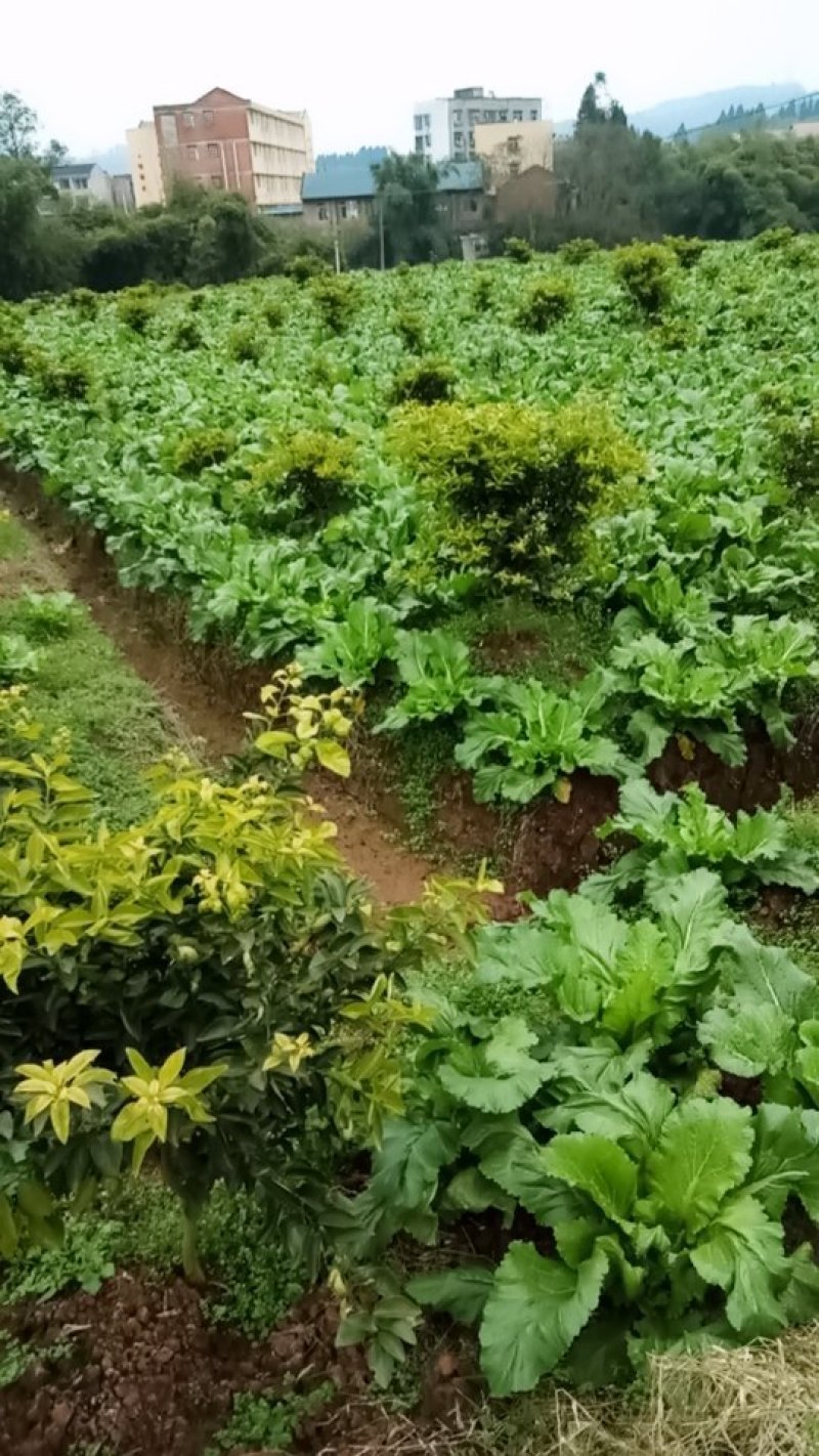 儿菜