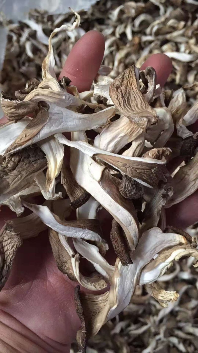干平菇平菇干食用菌干蘑菇凤尾菇鲍鱼菇