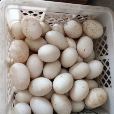 双簧鸭蛋