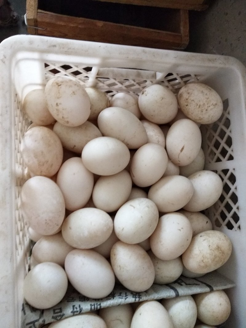 双簧鸭蛋