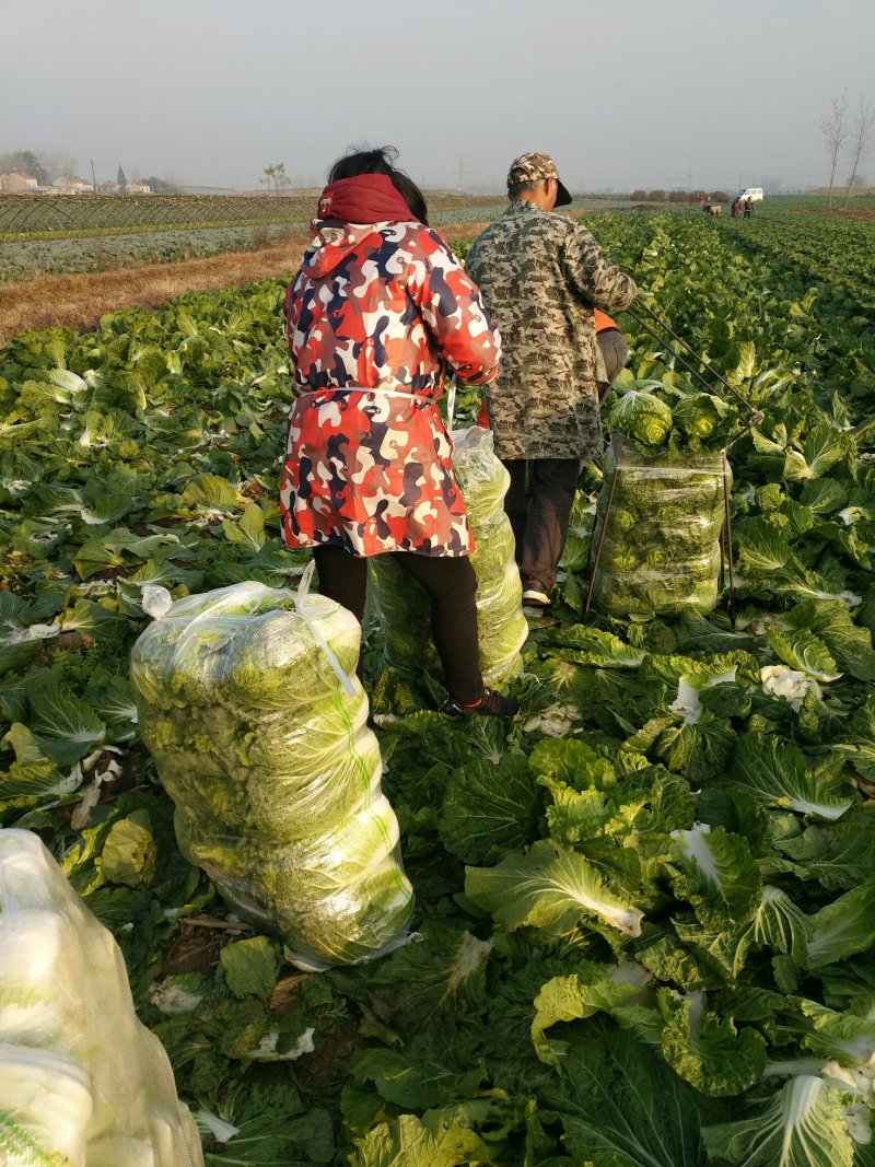 黄心白菜！湖北钟祥伍庙蔬菜基地**，质量保证！信誉保障