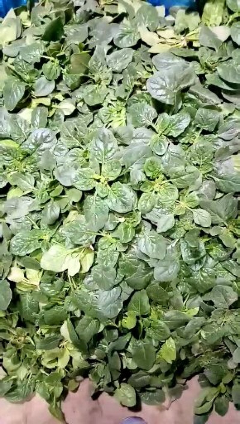 趴地小菠菜种子