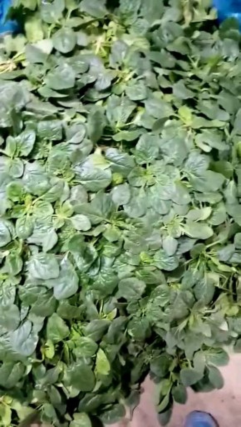 趴地小菠菜种子