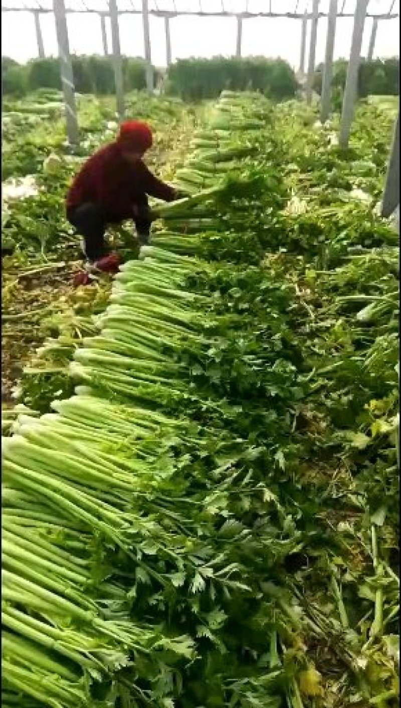 进口实心西芹种子