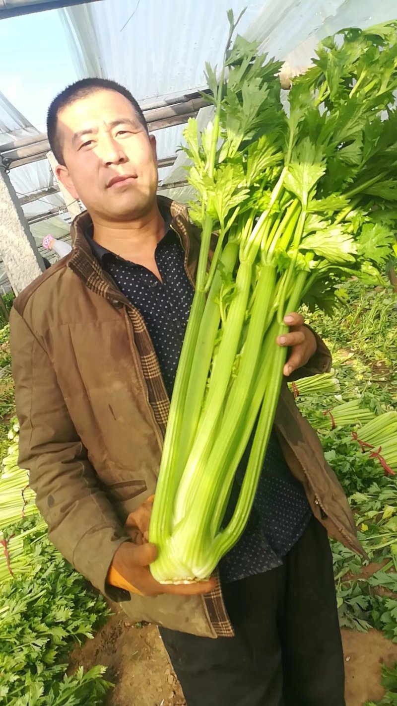 进口实心西芹种子