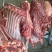 正宗驴肉，带皮驴肉，五分体带骨白条，驴副产品